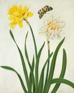 Narcissi og sommerfugl (wc og gouache med guld over blyant på vellum)